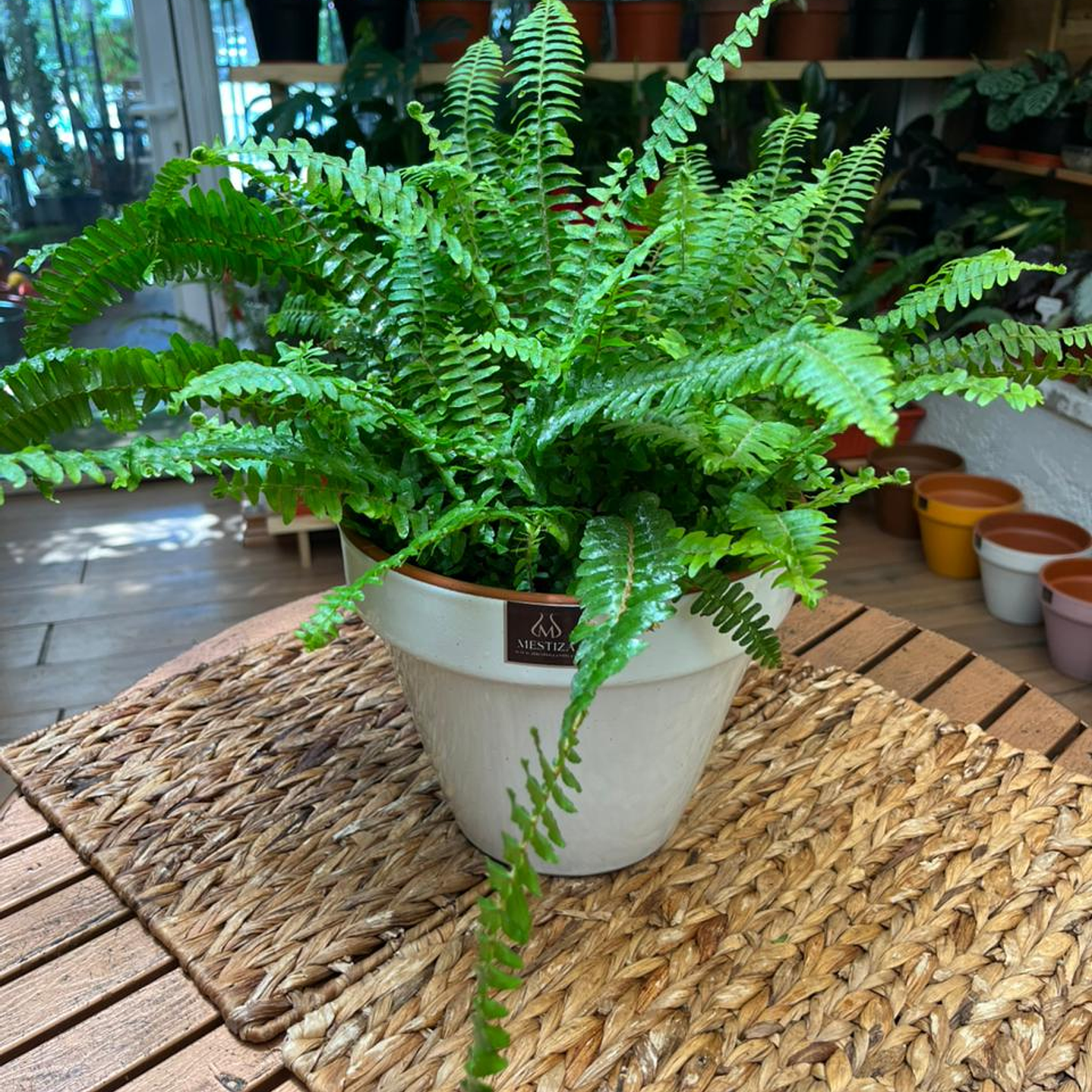 Plantas RV - Helecho Espada tamaño M  1