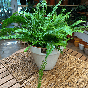 Plantas RV - Helecho Espada tamaño M 