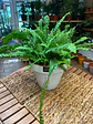Plantas RV - Helecho Espada tamaño M  - Miniatura 1