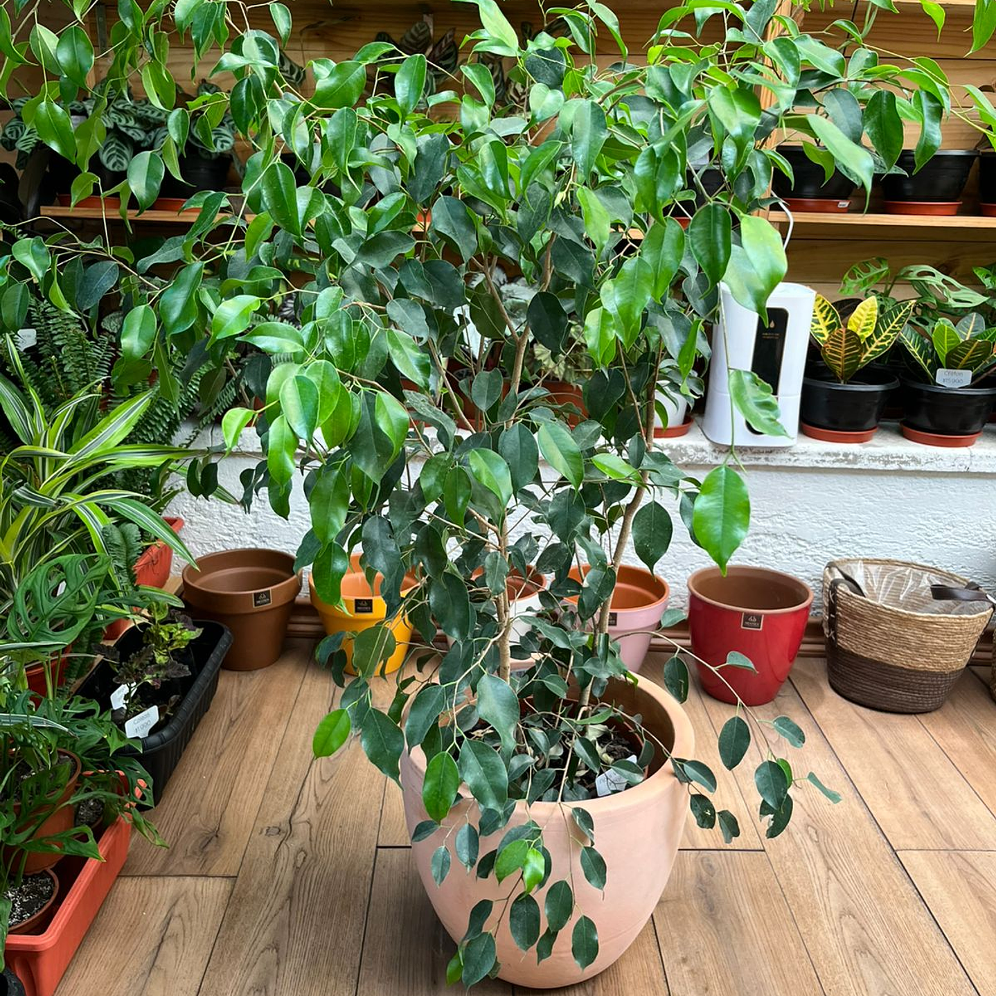 Plantas RV - Ficus Verde tamaño XL  1