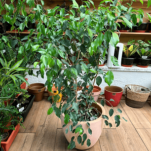 Plantas RV - Ficus Verde tamaño XL 