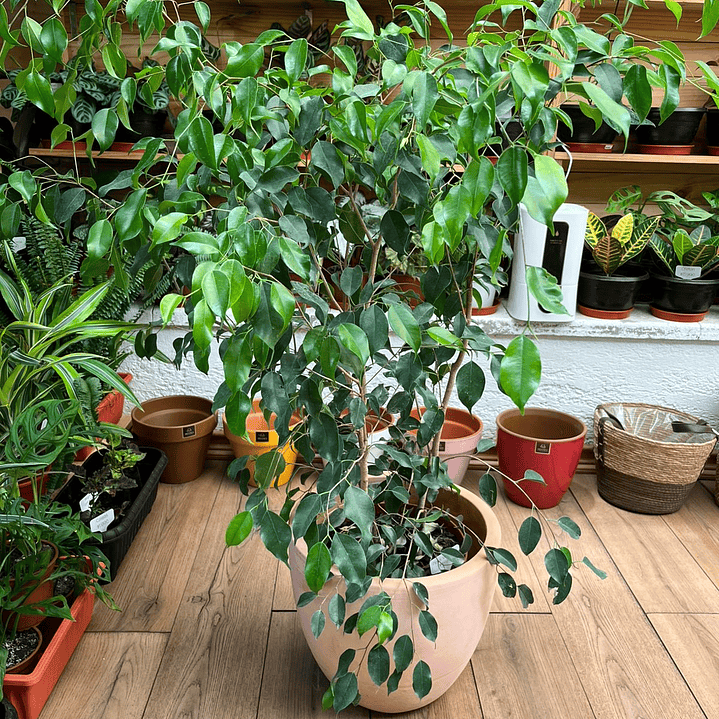 Plantas RV - Ficus Verde tamaño XL  1