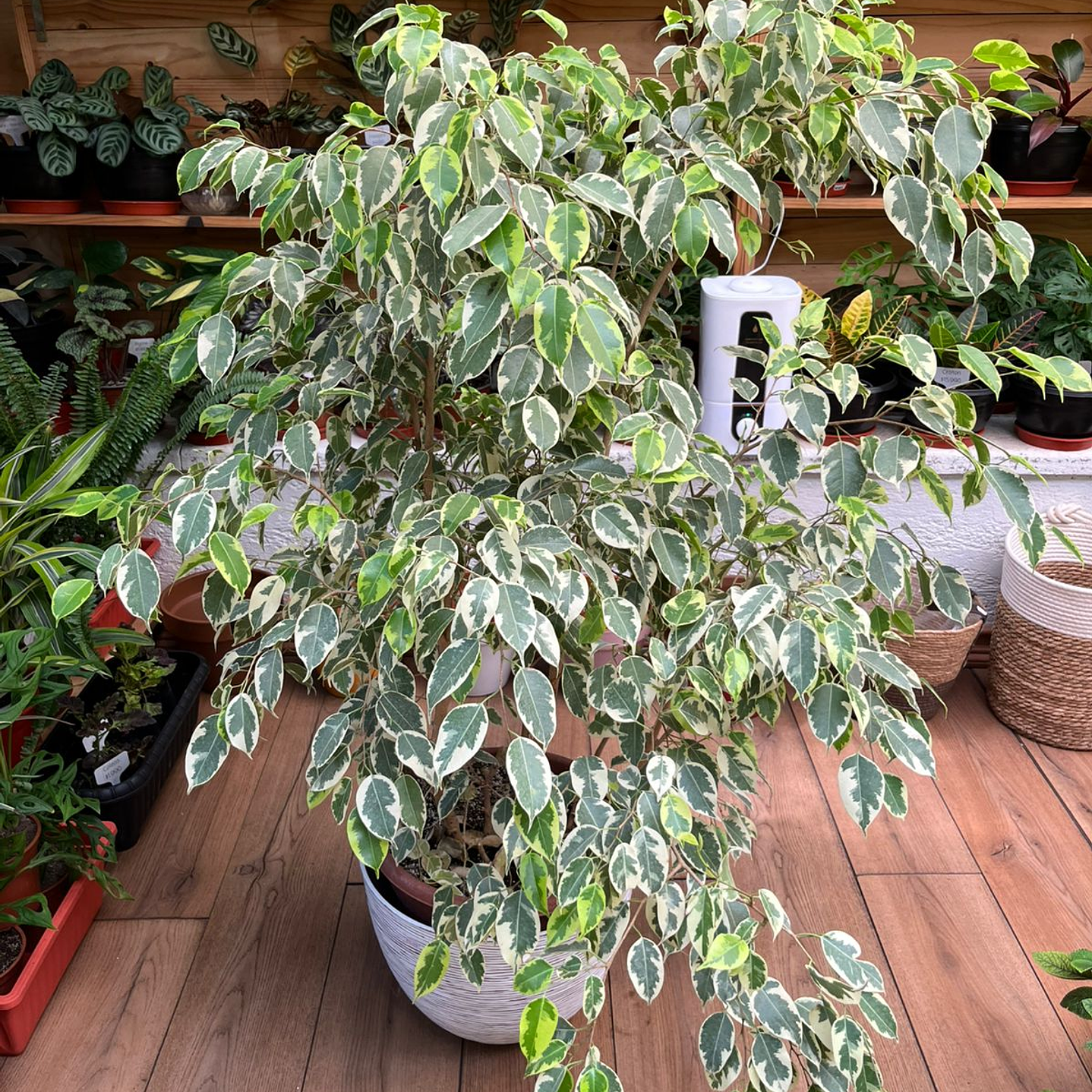 Plantas RV - Ficus Variegado tamaño XL  1