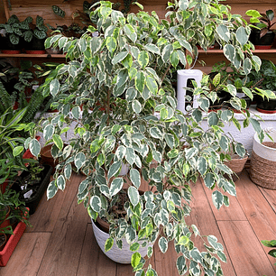 Plantas RV - Ficus Variegado tamaño XL 