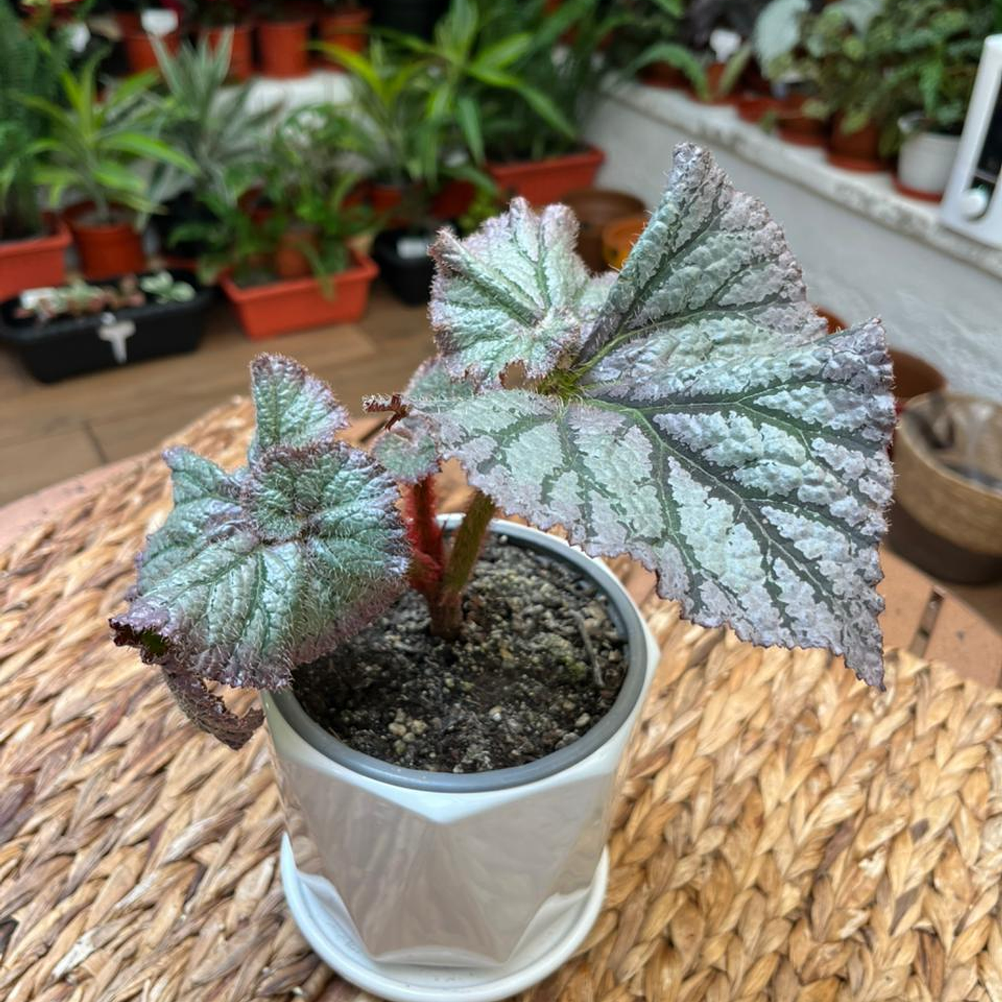 Plantas RV - Begonia tamaño M / Retiro solo en tienda  3