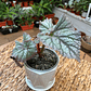 Plantas RV - Begonia tamaño M / Retiro solo en tienda  - Miniatura 3