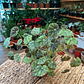 Plantas RV - Begonia tamaño M / Retiro solo en tienda  - Miniatura 4
