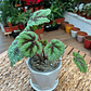 Plantas RV - Begonia tamaño M / Retiro solo en tienda  - Miniatura 5