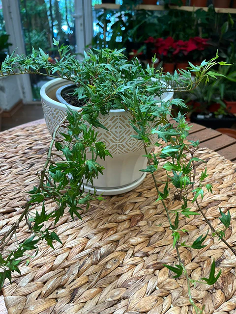 Plantas RV - Hiedra pata de gallo tamaño M