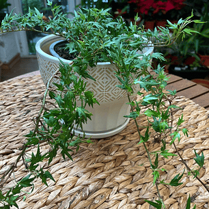 Plantas RV - Hiedra pata de gallo tamaño M