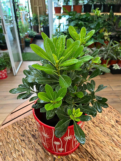 Plantas RV - Tobira Verde tamaño S  / Retiro solo en tienda