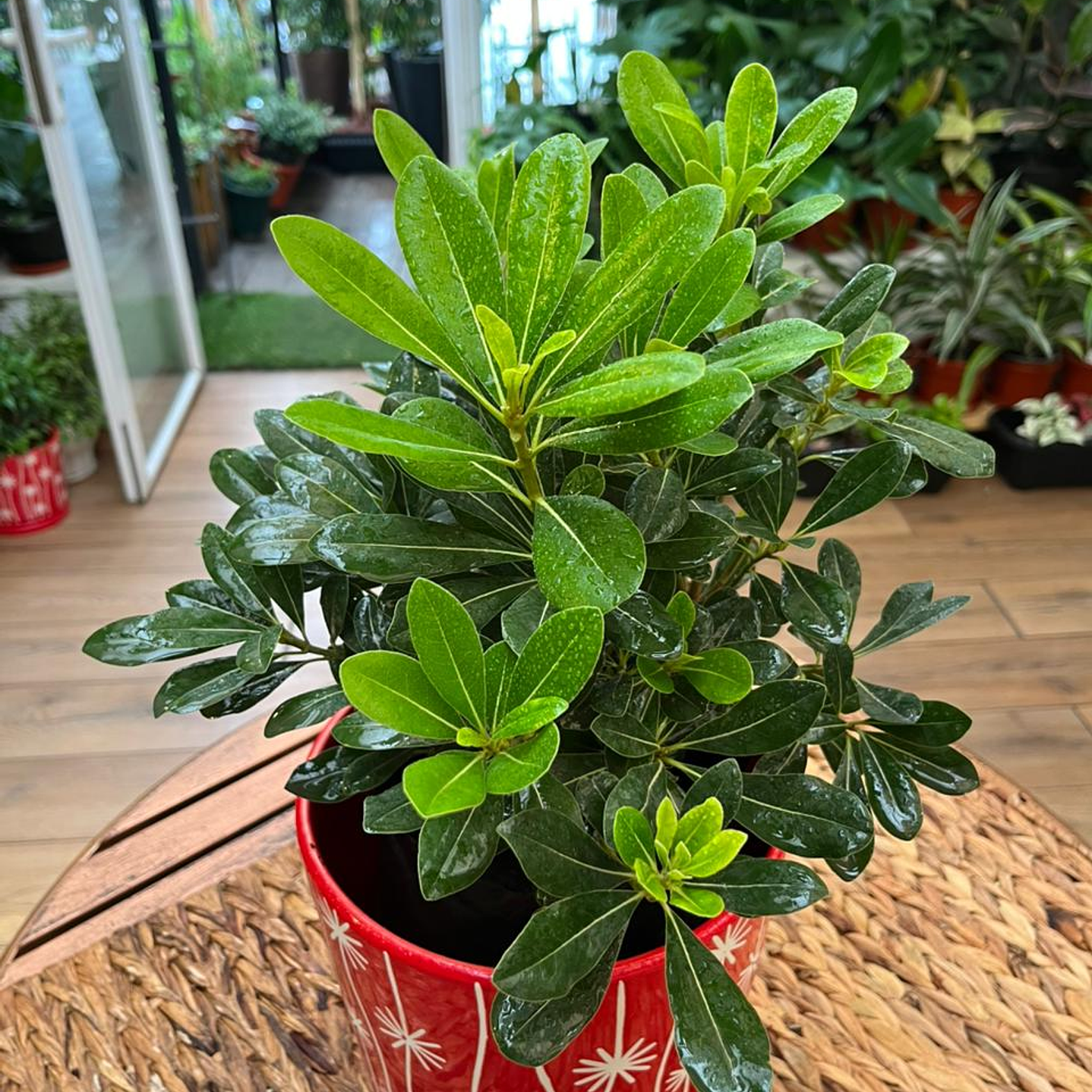 Plantas RV - Tobira Verde tamaño S  / Retiro solo en tienda 1