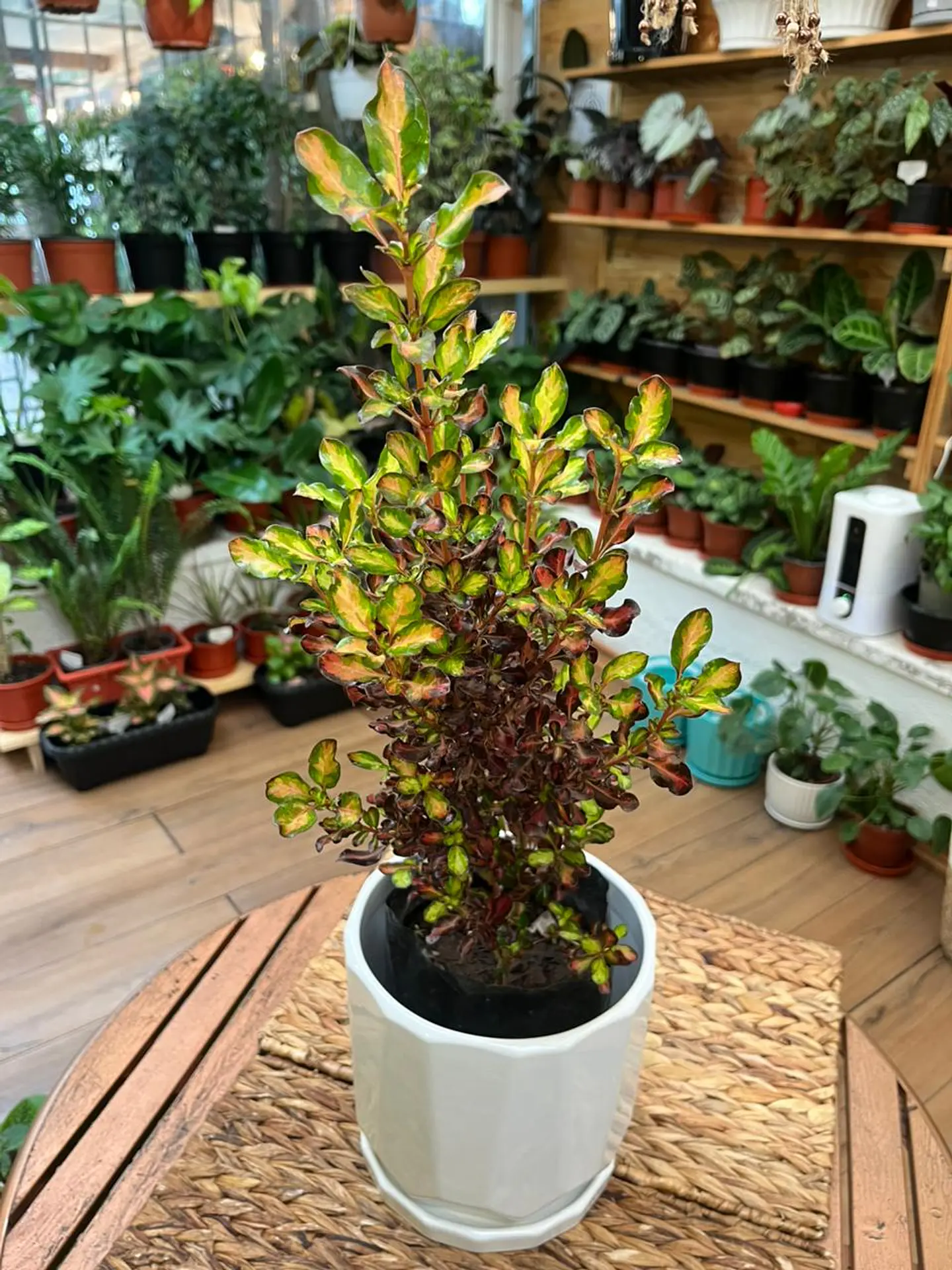 Plantas RV - Coprosma Chocolate tamaño M / Retiro solo en tienda  1