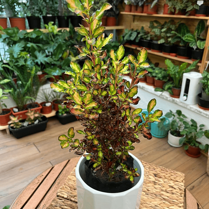 Plantas RV - Coprosma Chocolate tamaño M / Retiro solo en tienda  1