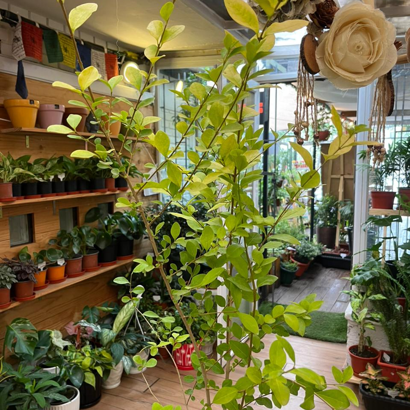 Plantas RV - Ligustrina tamaño L  1