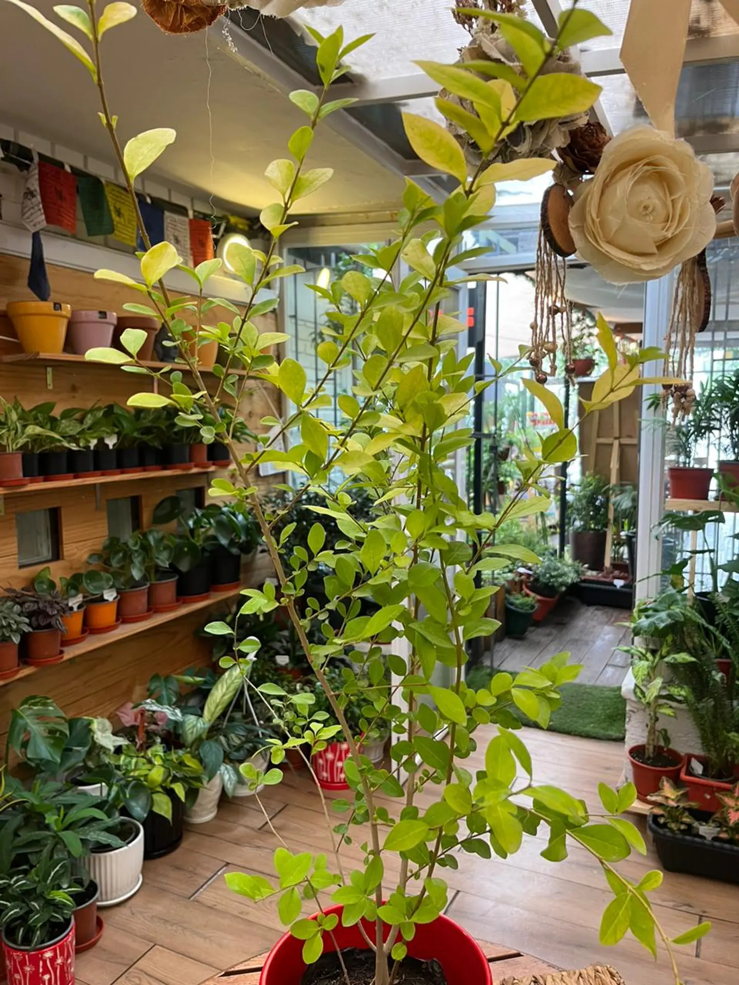Plantas RV - Ligustrina tamaño L  1