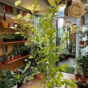 Plantas RV - Ligustrina tamaño L 