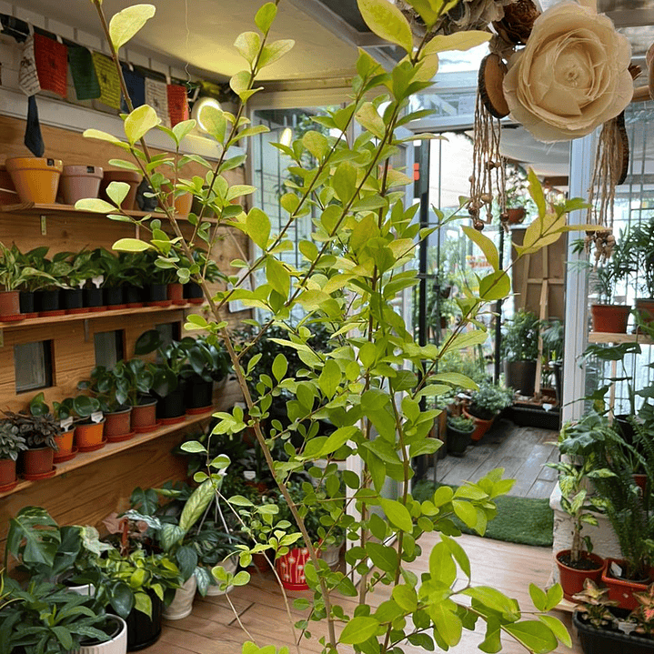 Plantas RV - Ligustrina tamaño L  1