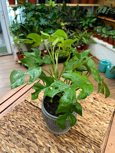 Plantas RV - Rhaphidophora tamaño S 