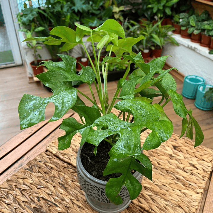 Plantas RV - Rhaphidophora tamaño S  1