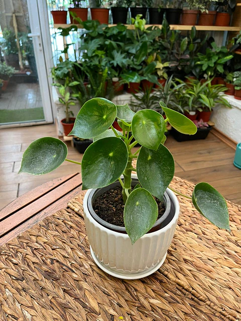 Plantas RV - Cucharitas tamaño M 