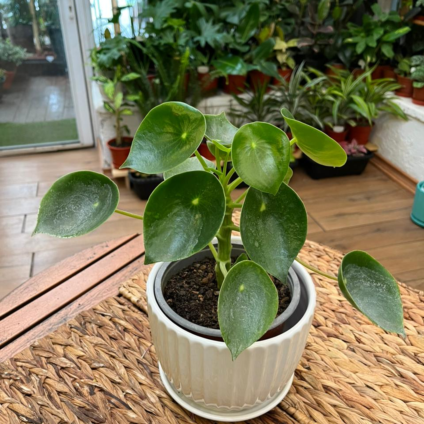 Plantas RV - Cucharitas tamaño M  1