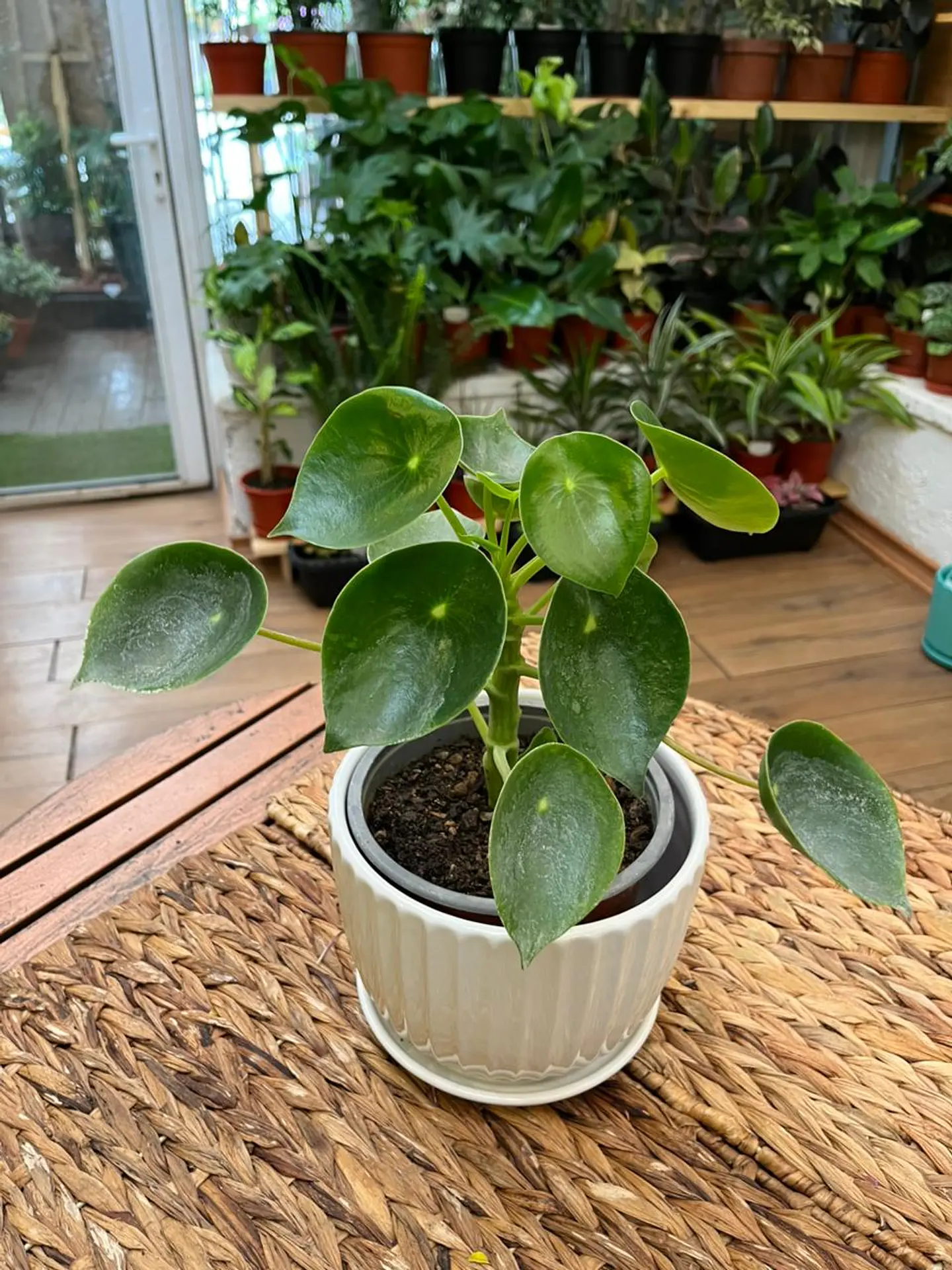 Plantas RV - Cucharitas tamaño M  1