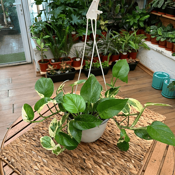 Plantas RV - Pothus N´Joy tamaño M 1