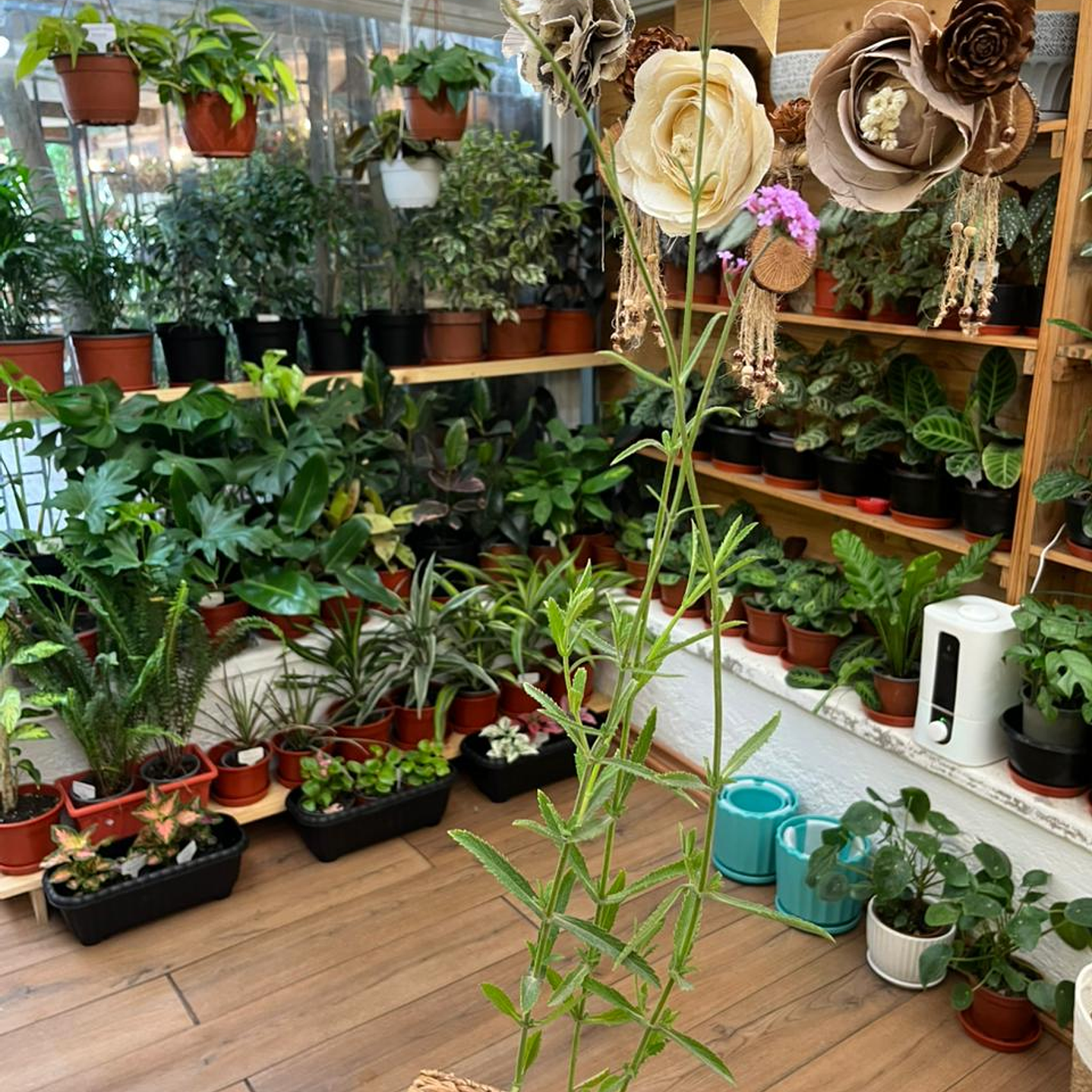 Plantas RV - Verbena bonariensis tamaño M 1