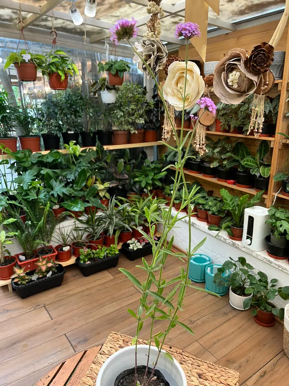 Plantas RV - Verbena Bonariensis tamaño M 1