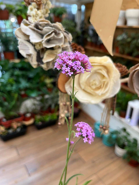 Plantas RV - Verbena Bonariensis tamaño M