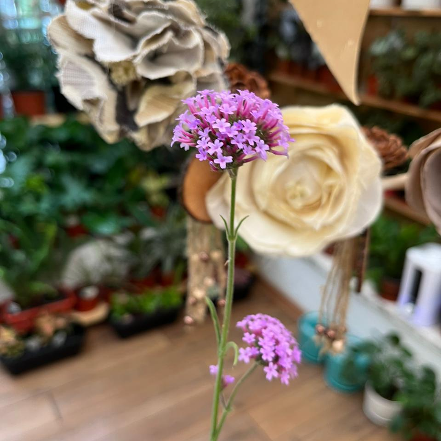 Plantas RV - Verbena bonariensis tamaño M 2