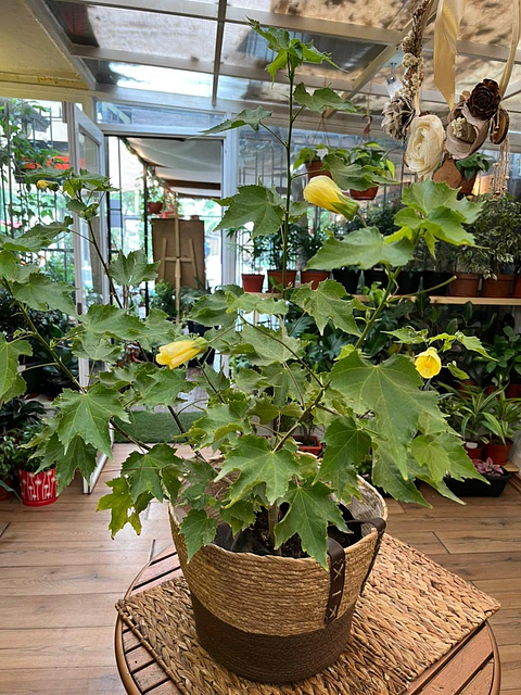 Plantas RV - Abutilón tamaño M 