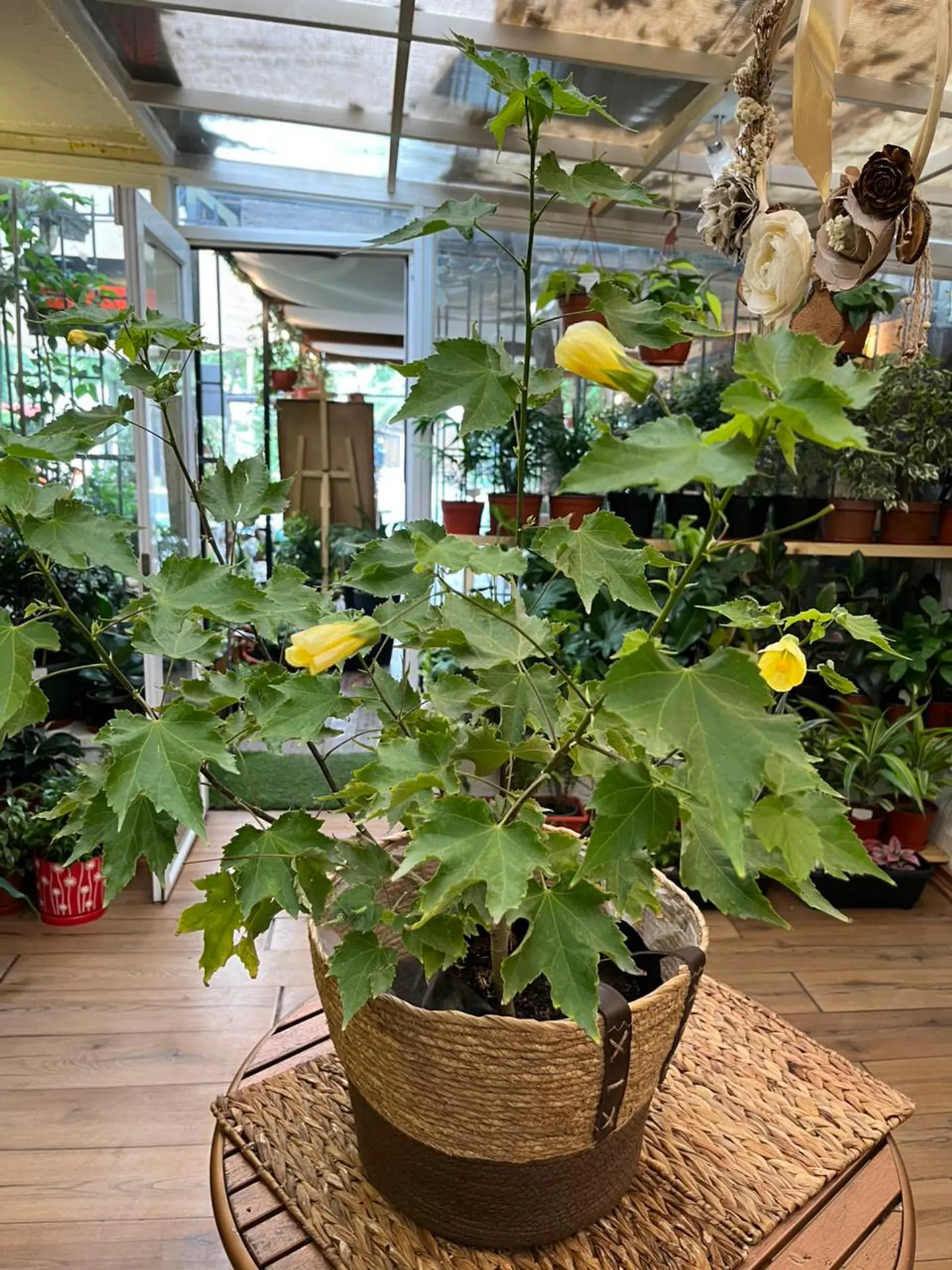 Plantas RV - Abutilón tamaño M  1
