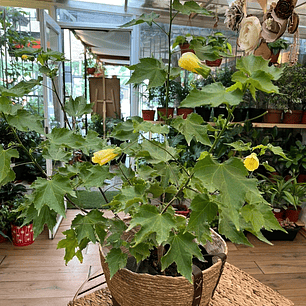 Plantas RV - Abutilón tamaño M 