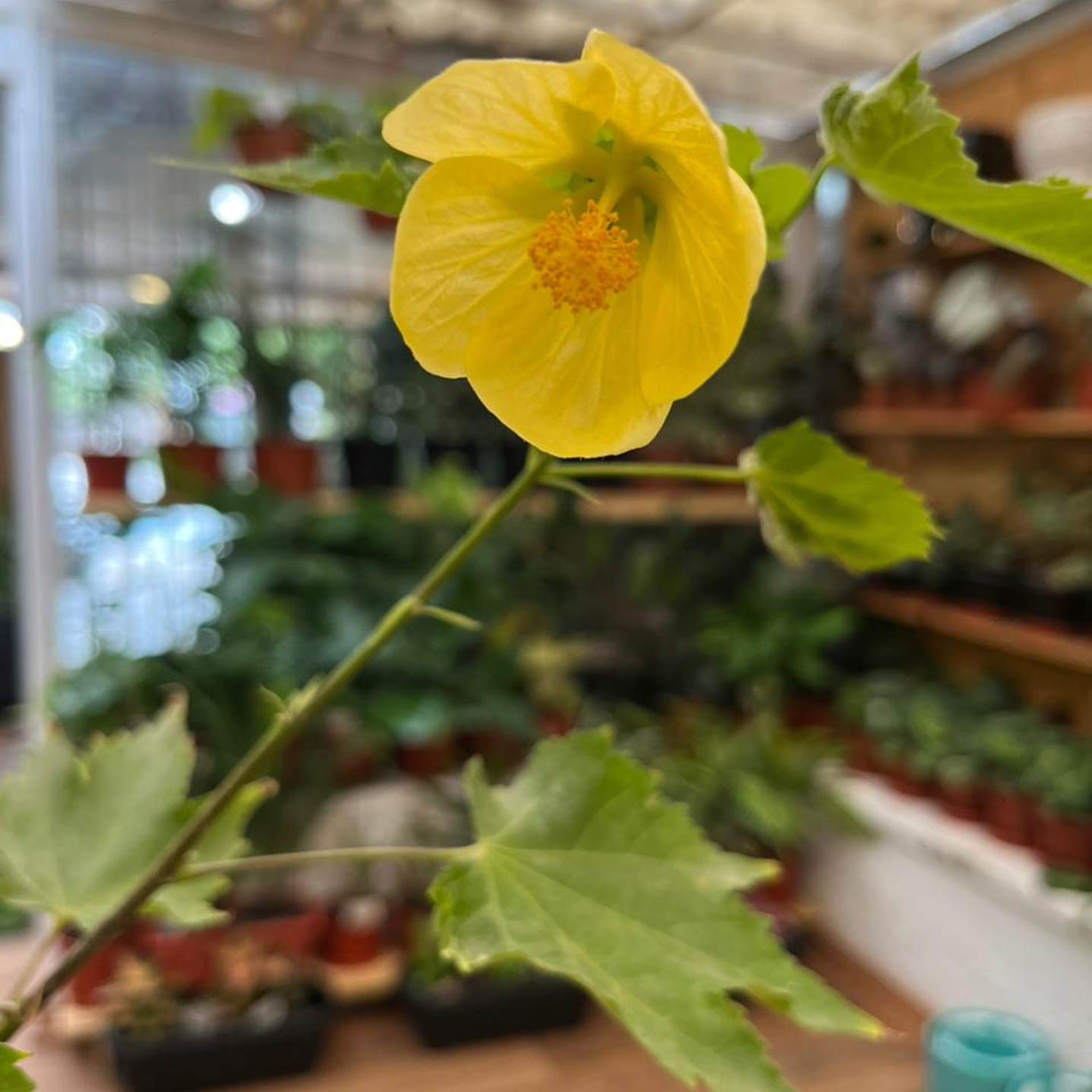 Plantas RV - Abutilón tamaño M  2