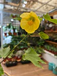 Plantas RV - Abutilón tamaño M  - thumbnail 2