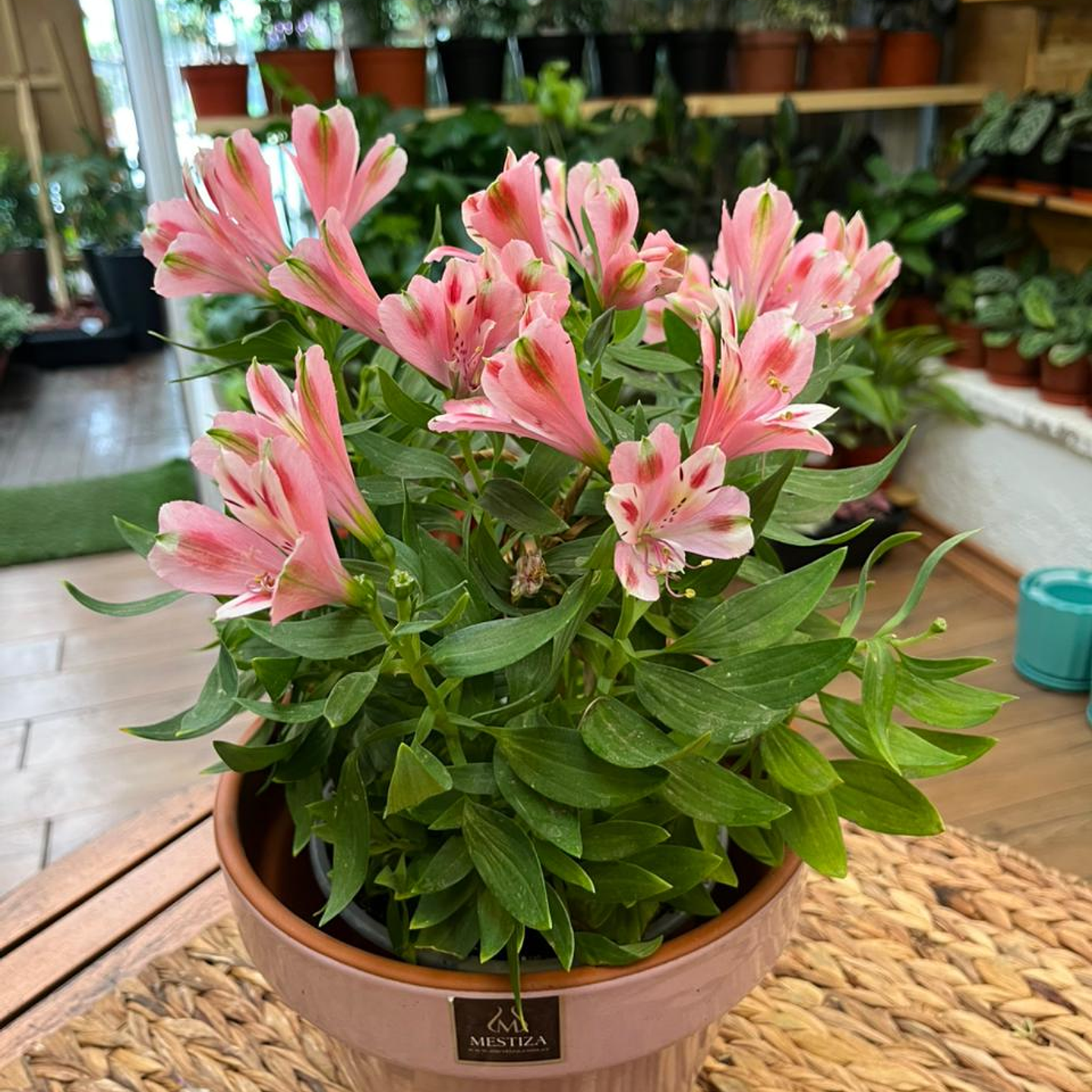 Plantas RV - Alstroemeria tamaño M  1