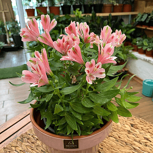 Plantas RV - Alstroemeria tamaño M 