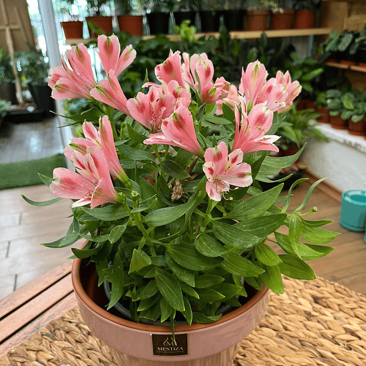 Plantas RV - Alstroemeria tamaño M  1