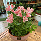 Plantas RV - Alstroemeria tamaño M  - Miniatura 1