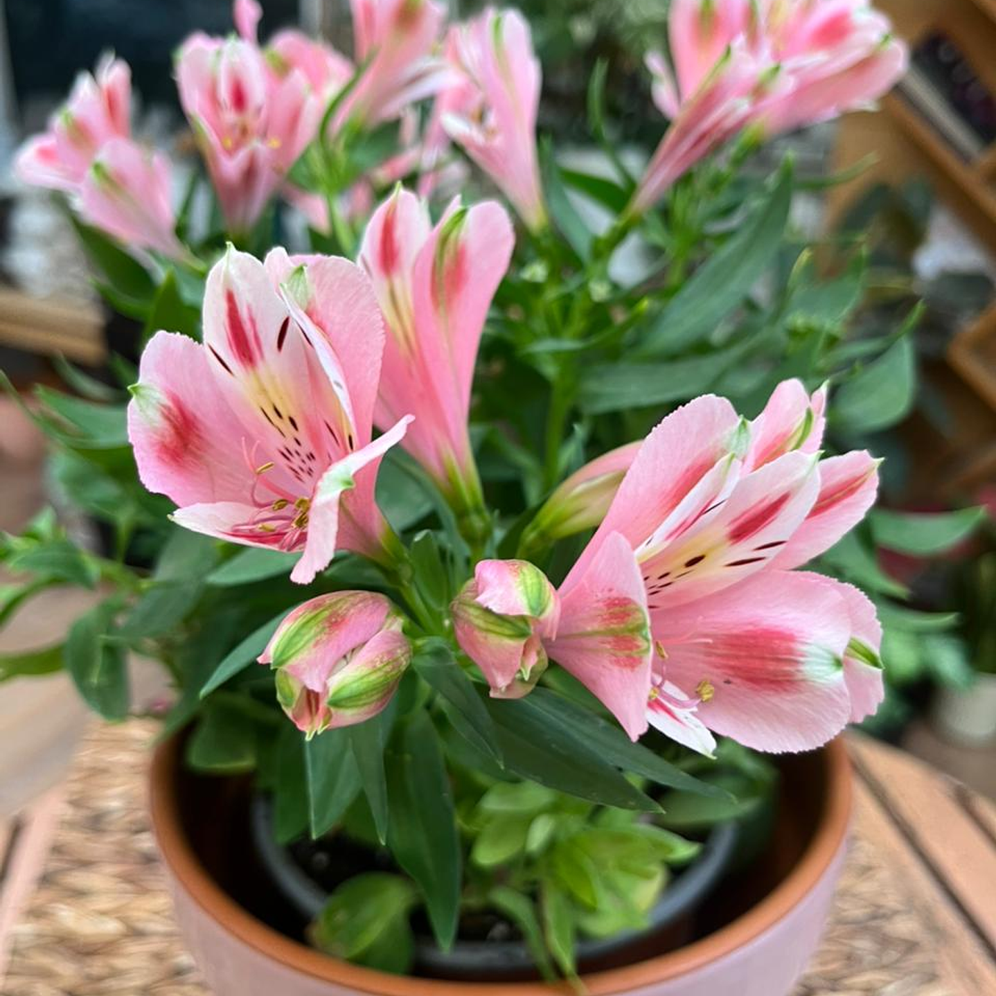 Plantas RV - Alstroemeria tamaño M  2