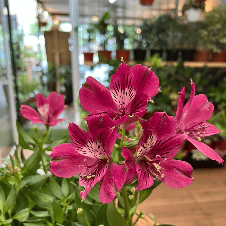 Plantas RV - Alstroemeria tamaño M  3