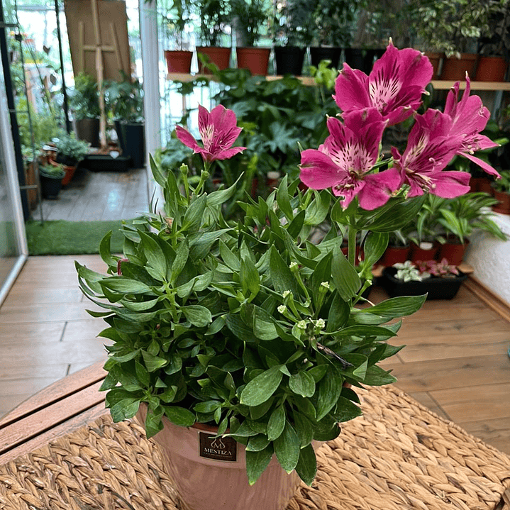 Plantas RV - Alstroemeria tamaño M  4