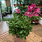 Plantas RV - Alstroemeria tamaño M  - Miniatura 4
