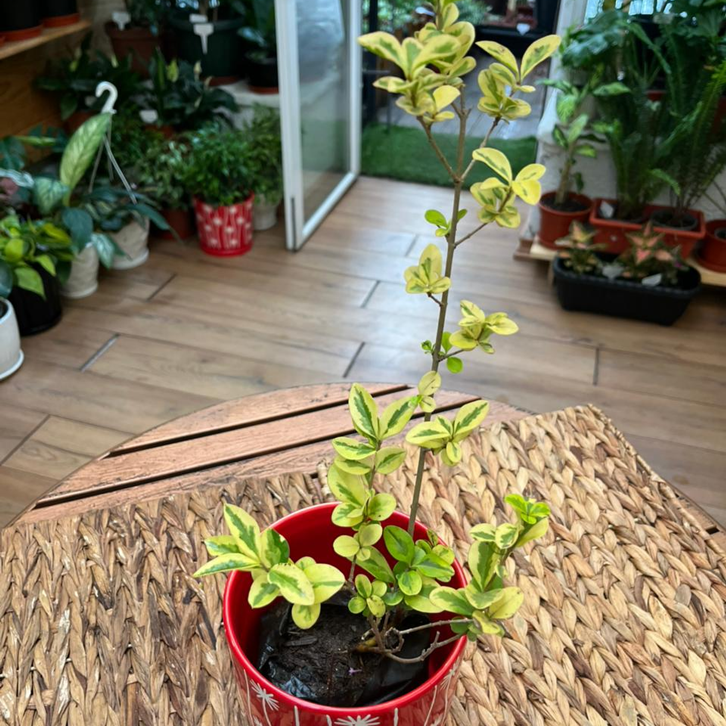 Plantas RV - Ligustrina tamaño S  1