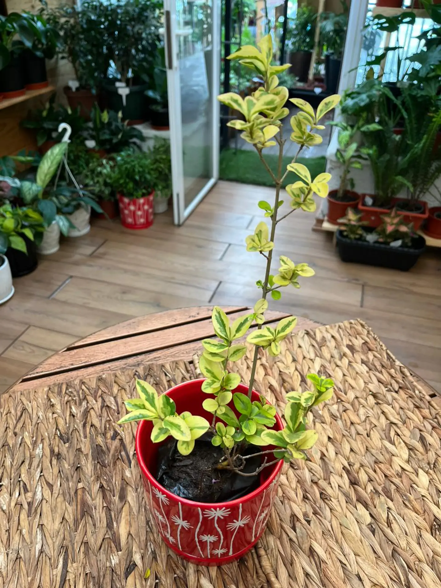 Plantas RV - Ligustrina tamaño S  1