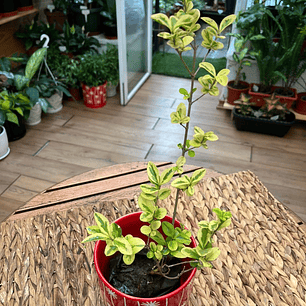 Plantas RV - Ligustrina tamaño S 