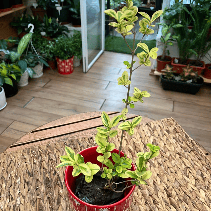 Plantas RV - Ligustrina tamaño S  1