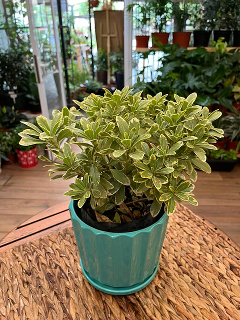 Plantas RV - Tobira Variegado tamaño S / Retiro solo en tienda 